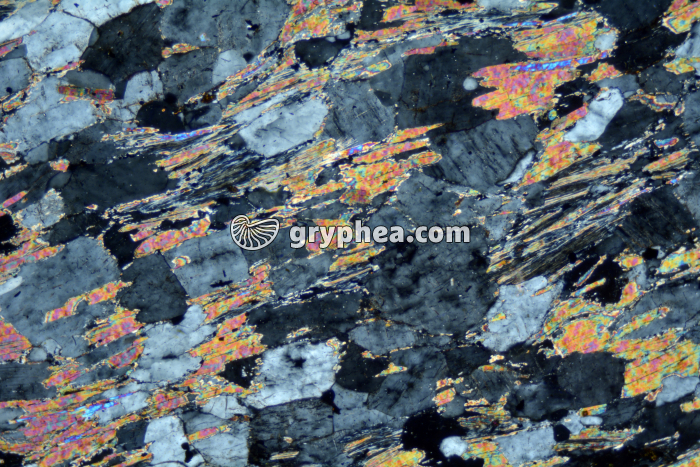 Micaschiste à sillimanite LPA x25 - gryphea.com